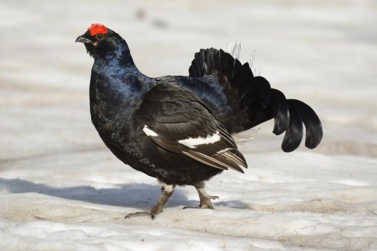 T&eacute;tras lyre - T&eacute;tras lyre