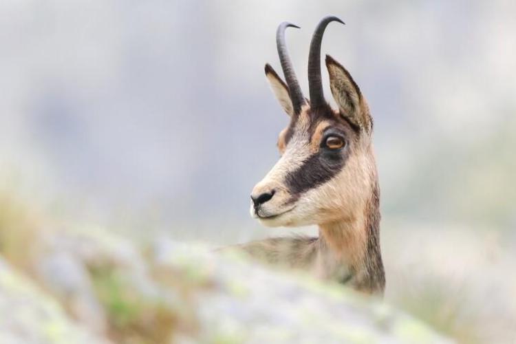 chamois