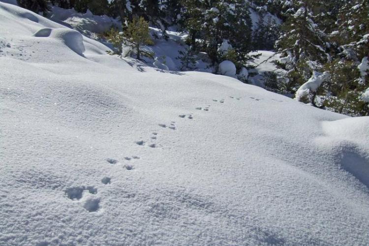 A la découverte des animaux de la montagne : les indices de présence_Saint-Étienne-de-Tinée