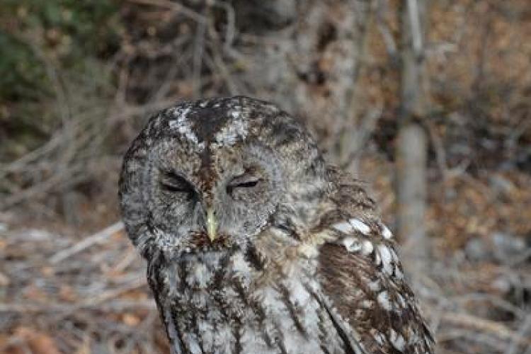 Relâcher d'un chouette hulotte_Barcelonnette - Chouette hulotte