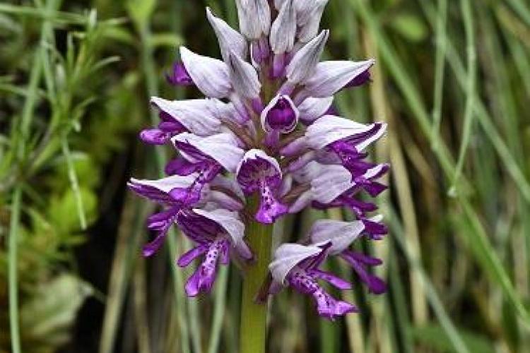 Orchis militaire - Orchis purpurea