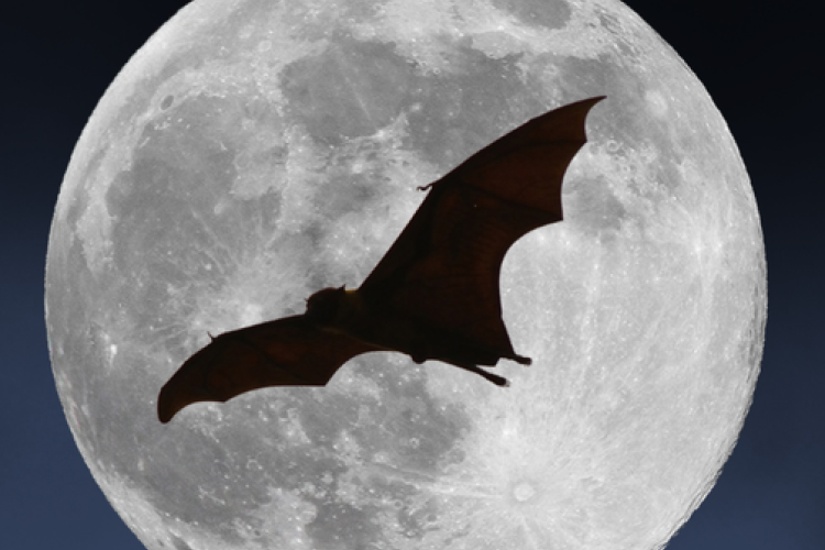 Nuit Internationale de la Chauve-Souris : sortie nocturne et observation_Breil-sur-Roya - Nuit Internationale de la Chauve-Souris