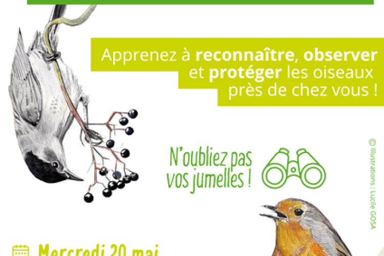 À la découverte des oiseaux de nos jardins !_Péone