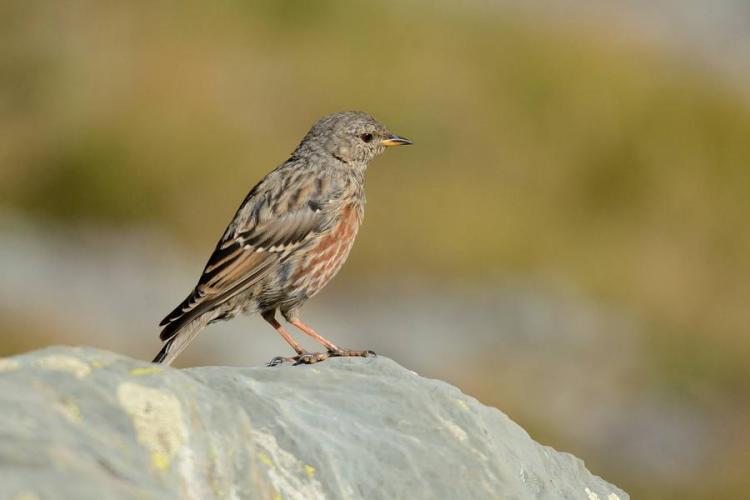 Balade découverte : les oiseaux des pâturages - Accenteur alpin