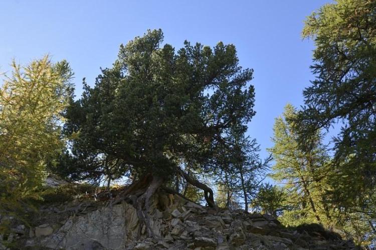 A la decouverte des arbres - Vieux pin cembro (Pinus cembra). Dans le vallon de Bouchiers à saint Paul sur Ubaye.