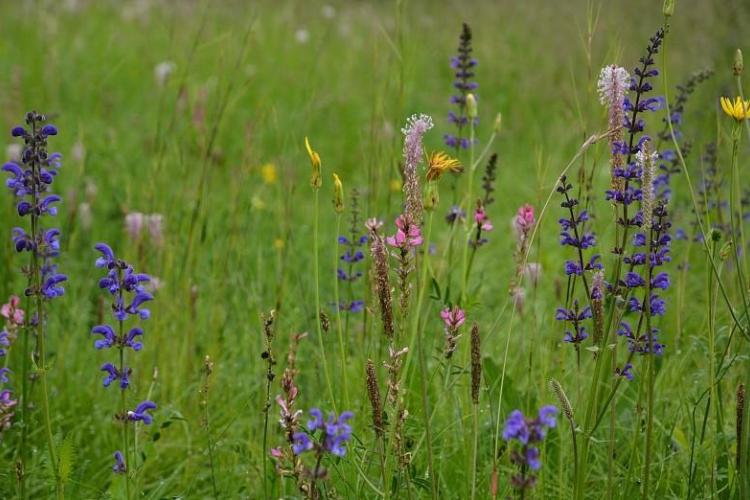 Les fleurs du Mercantour et le changement climatique_La Boll&egrave;ne-V&eacute;subie - Prairie fleurie de l'&eacute;tage montagnard avec de nombreuses esp&egrave;ces : sauge (Salvia), saintfoin (Ononbrychis), plantain (Plantago), salsifis (Tragopogon)