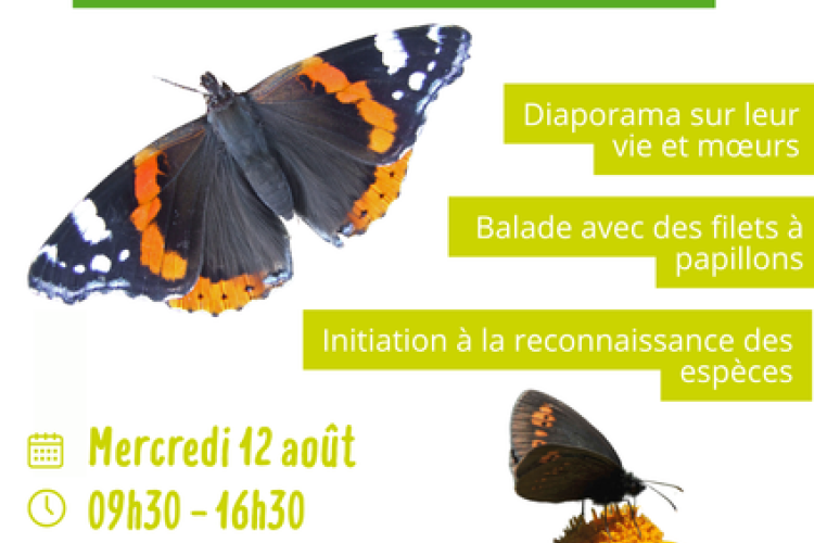 Découverte des papillons_Valdeblore