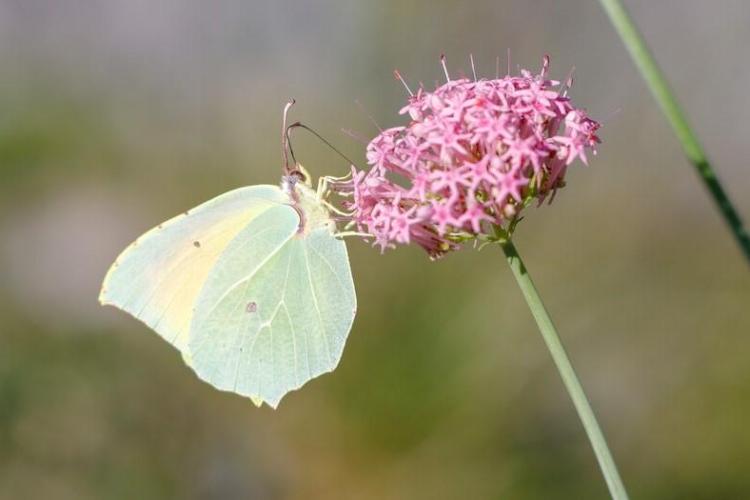 Découverte des papillons_Valdeblore - Le Citron de Provence - Gonepteryx cleopatra