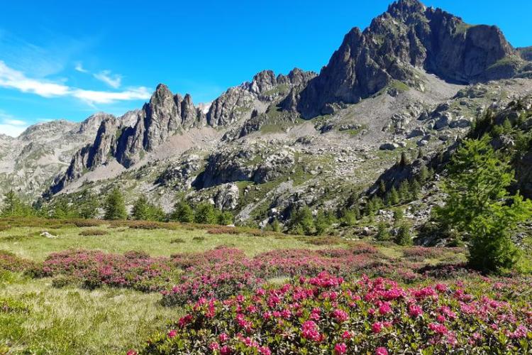 Rencontre avec un garde : lumières sur le Parc national du Mercantour_Saint-Martin-Vésubie - Vallon de la Madone de Fenestre