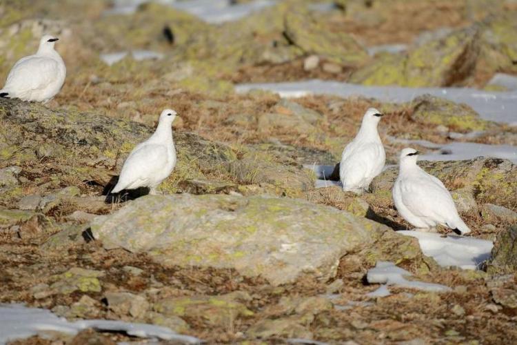 Le tétras-lyre et les galliformes de montagne_Saint-Martin-Vésubie - Lagopède alpin, (Lagopus muta), des lagopèdes en livrée hivernale dans les derniers jours de l'automne avec très peu de neige