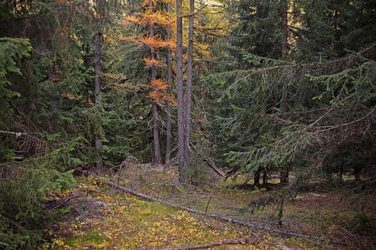 Promenons-nous dans les bois !_Valdeblore - For&ecirc;t dense de conif&egrave;res en automne &agrave; Molli&egrave;res. Dominante de bois noirs conqu&eacute;rants, m&eacute;l&egrave;zes tr&egrave;s minoritaires.