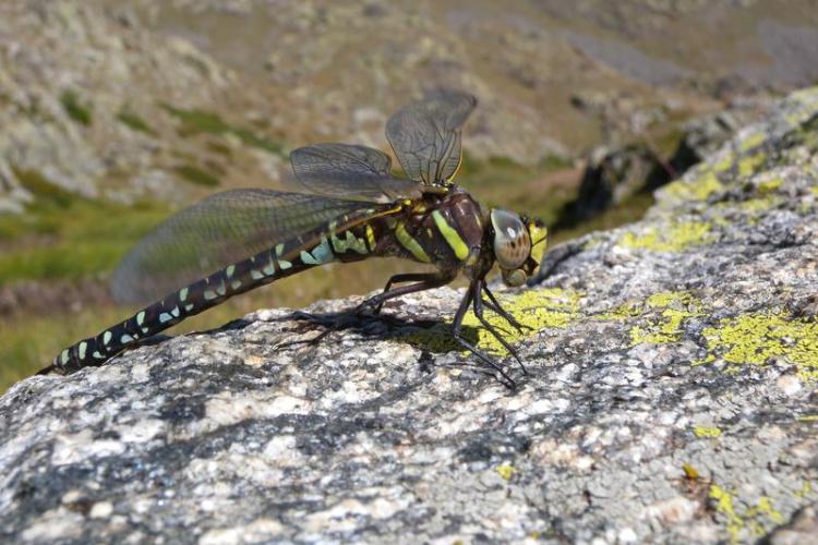 Découverte de la biodiversité du golf de Barcelonnette_Barcelonnette - Découverte de la biodiversité du golf de Barcelonnette_Barcelonnette