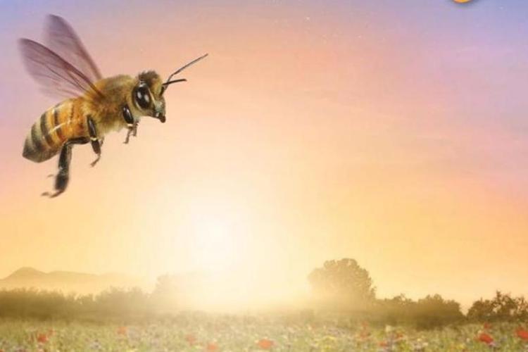 Soir&eacute;e cin&eacute; nature "Etre avec les abeilles"_Tende - Etre_avec_lesl_abeilles