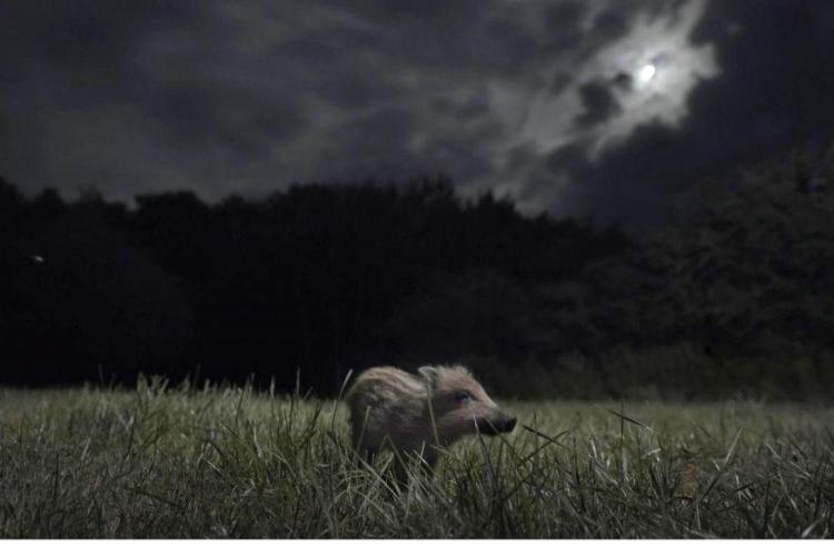 Soir&eacute;e cin&eacute; nature " La Nuit des Animaux"_Sospel - La Nuit des Animaux