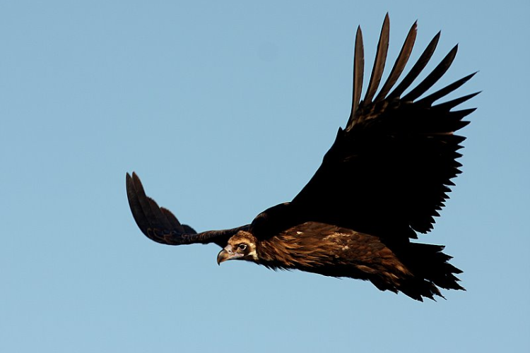 Balade à la découverte des vautours de la Bonette avec le Parc national du Mercantour_Jausiers - rapace